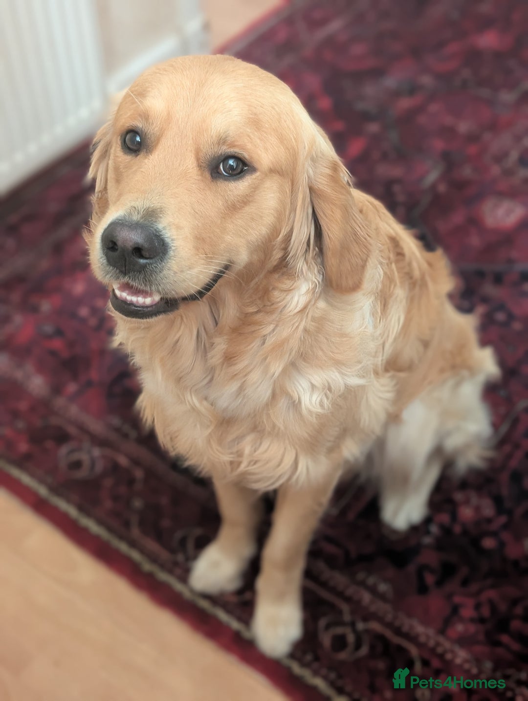 Golden Retriever dogs for stud: Fully Health Tested KC Golden Retriever For Stud in Saltcoats - Image 6