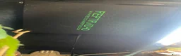 Lizard reptiles for sale: Green keel lizard full set up waterfal - Advert 6