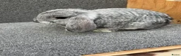 Mixed Breed rabbits for sale: Mini Lop x Dwarf Lop  - Advert 3