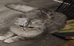 Persian cats for sale: Beautiful doll face persian - Image 3