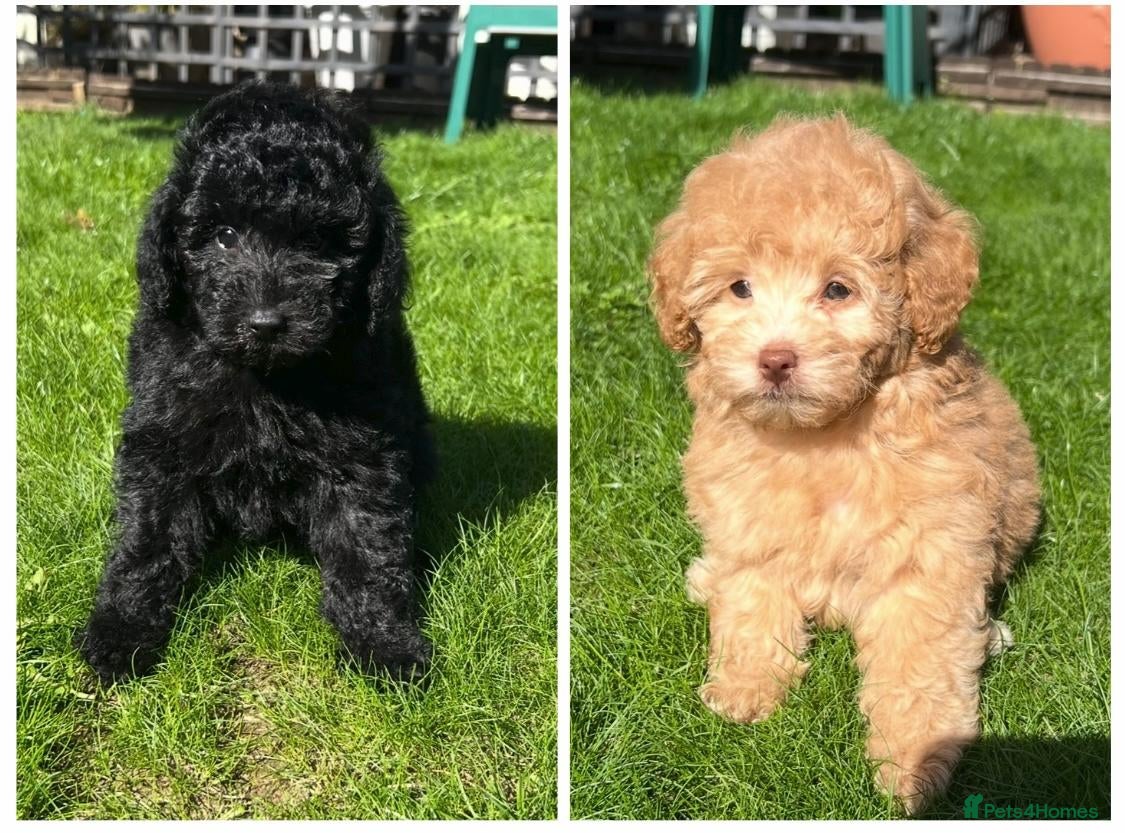 Labradoodle dogs 2 LEFT!! Mini Labradoodle Puppies READY NOW!  - Advert 7