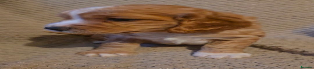 Cocker Spaniel Puppy 2