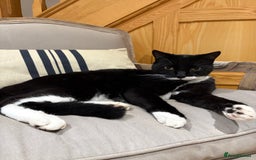 Mixed Breed cats for sale: Ralph - Image 7