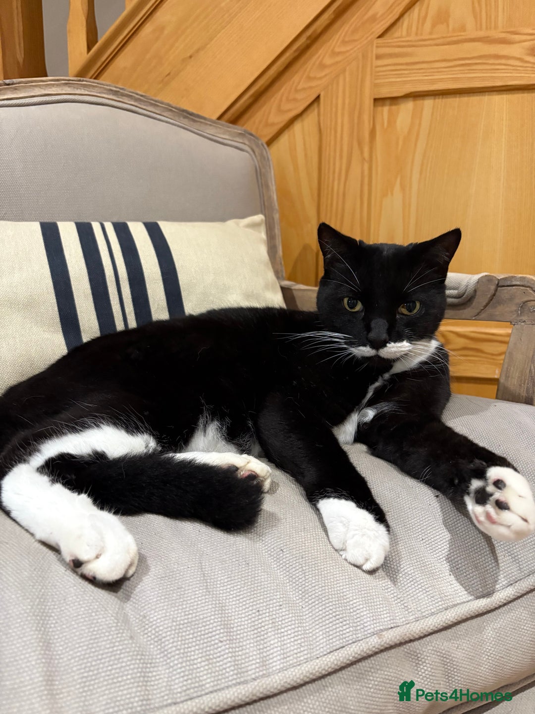 Mixed Breed cats for sale: Ralph - Image 7