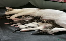Mixed Breed cats for sale: Beautiful white tabby kittens. - Image 7