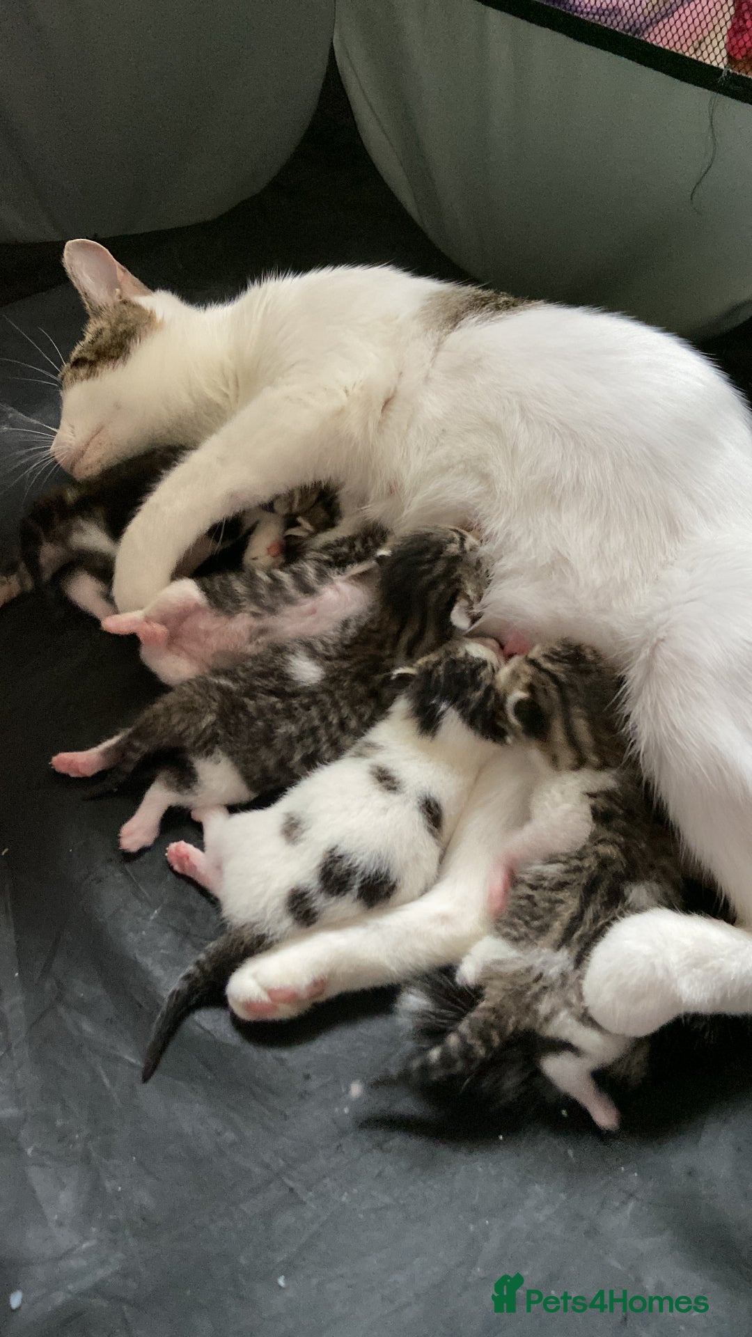 Mixed Breed cats for sale: Beautiful white tabby kittens. - Image 7