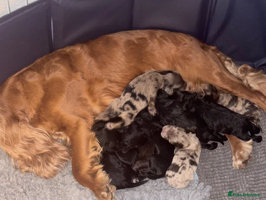 Cockapoo dogs for sale: Lovely cockapoo puppy  - Advert 2