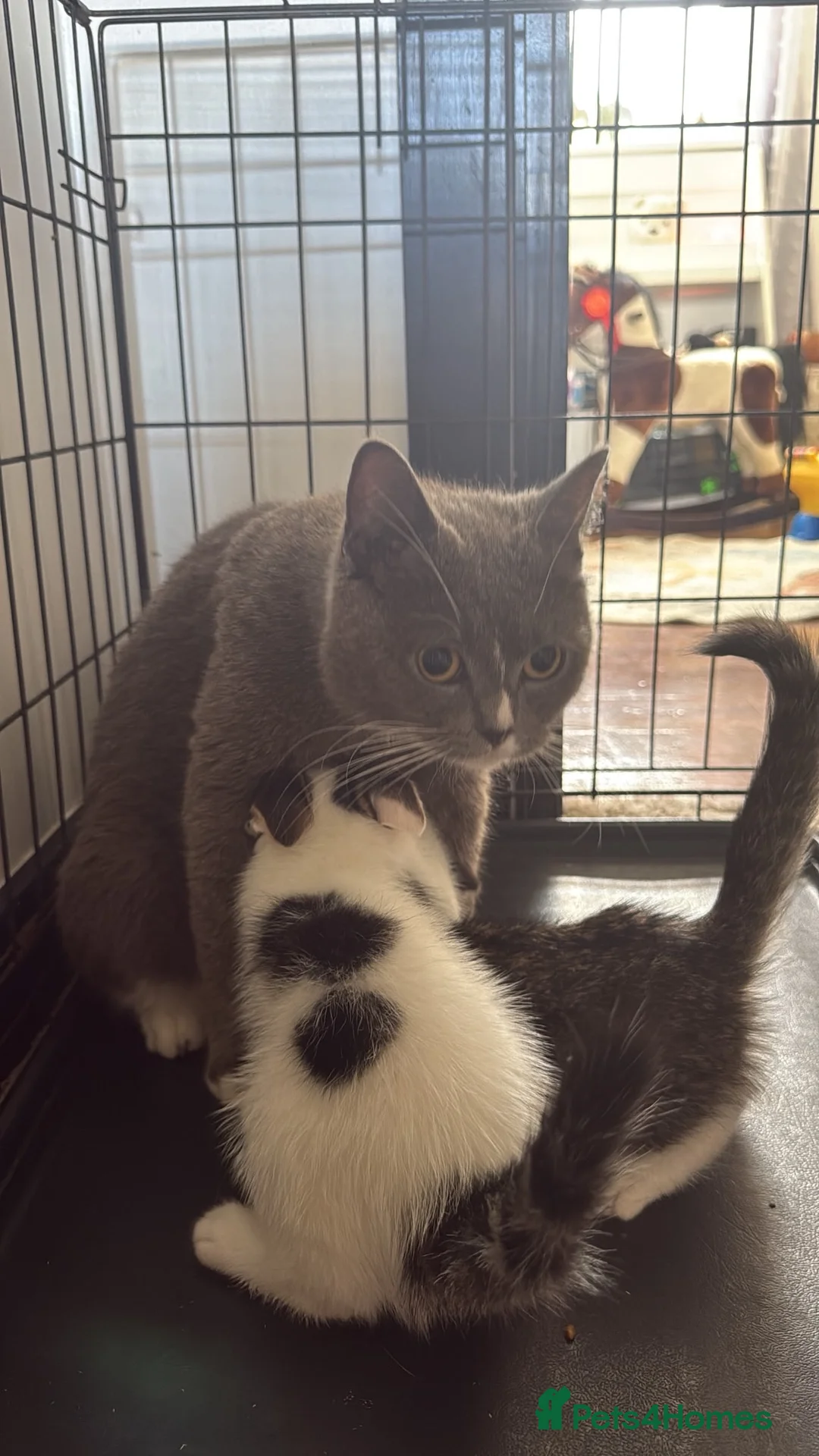 British Shorthair cats for sale: Beautiful mixed British short hair kittens  in Wellingborough - Advert 1