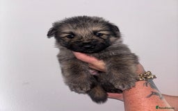 German Shepherd dogs for sale: Beautiful German Shepard puppies - Image 7