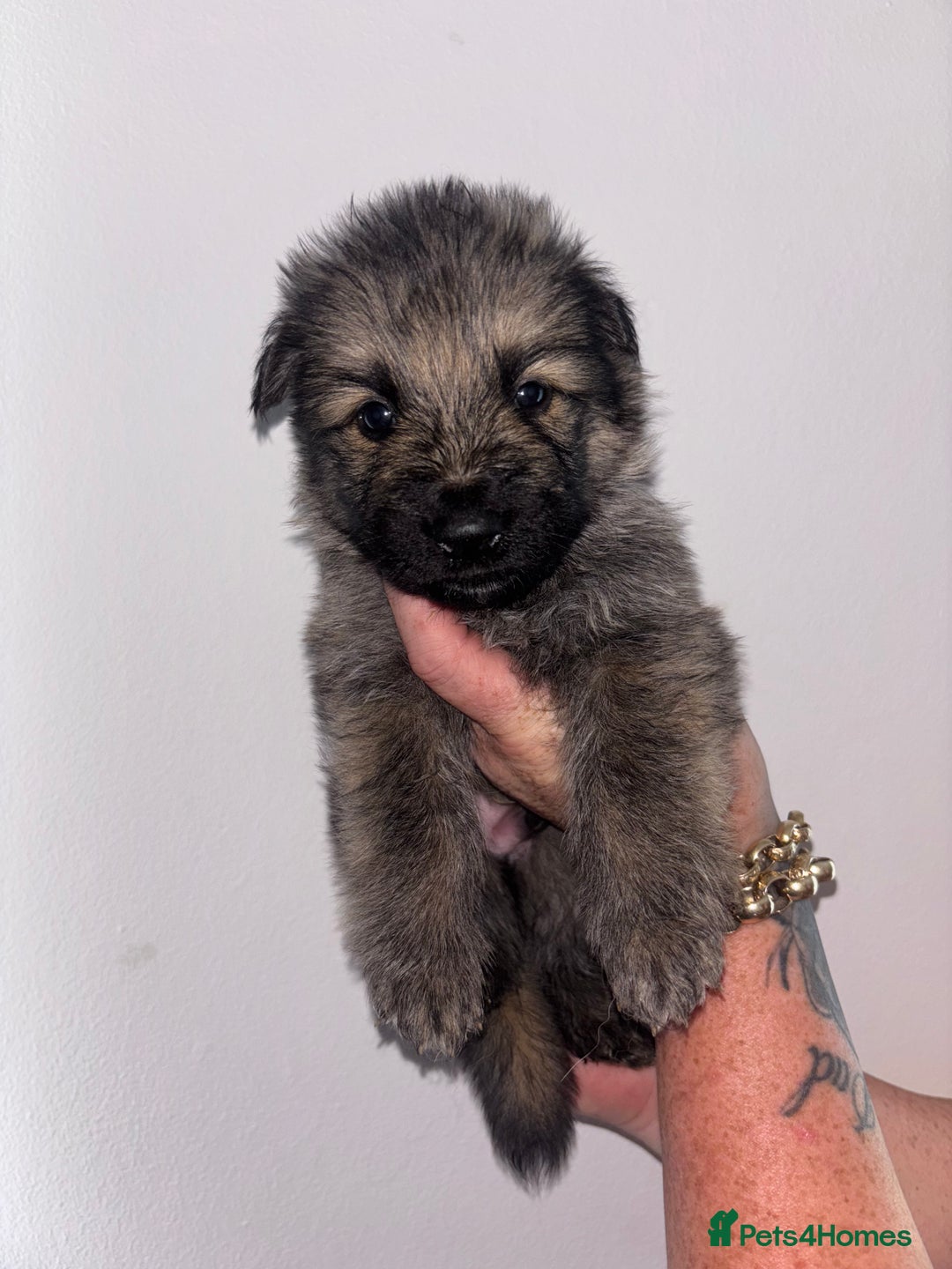 German Shepherd dogs for sale: Beautiful German Shepard puppies - Image 7