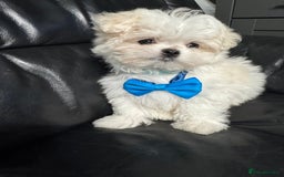Maltese dogs for sale: 🤩Gorgeous little boy 🤩 - Image 4