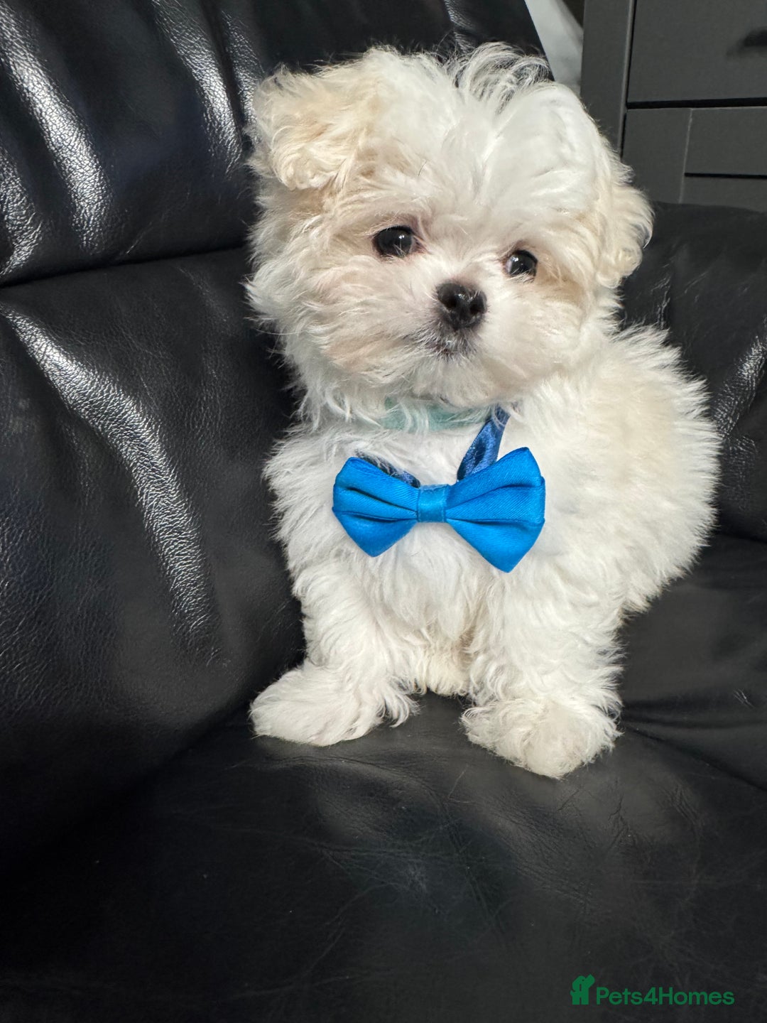 Maltese dogs for sale: 🤩Gorgeous little boy 🤩 - Image 4
