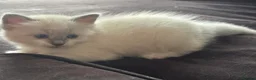 Ragdoll cats for sale: Sweet and cuddly  - Advert 3