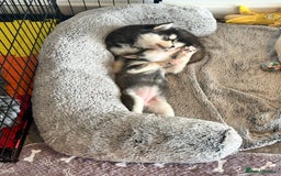 Pomsky dogs for sale: Beautiful husky marked Pomskies  - Image 12