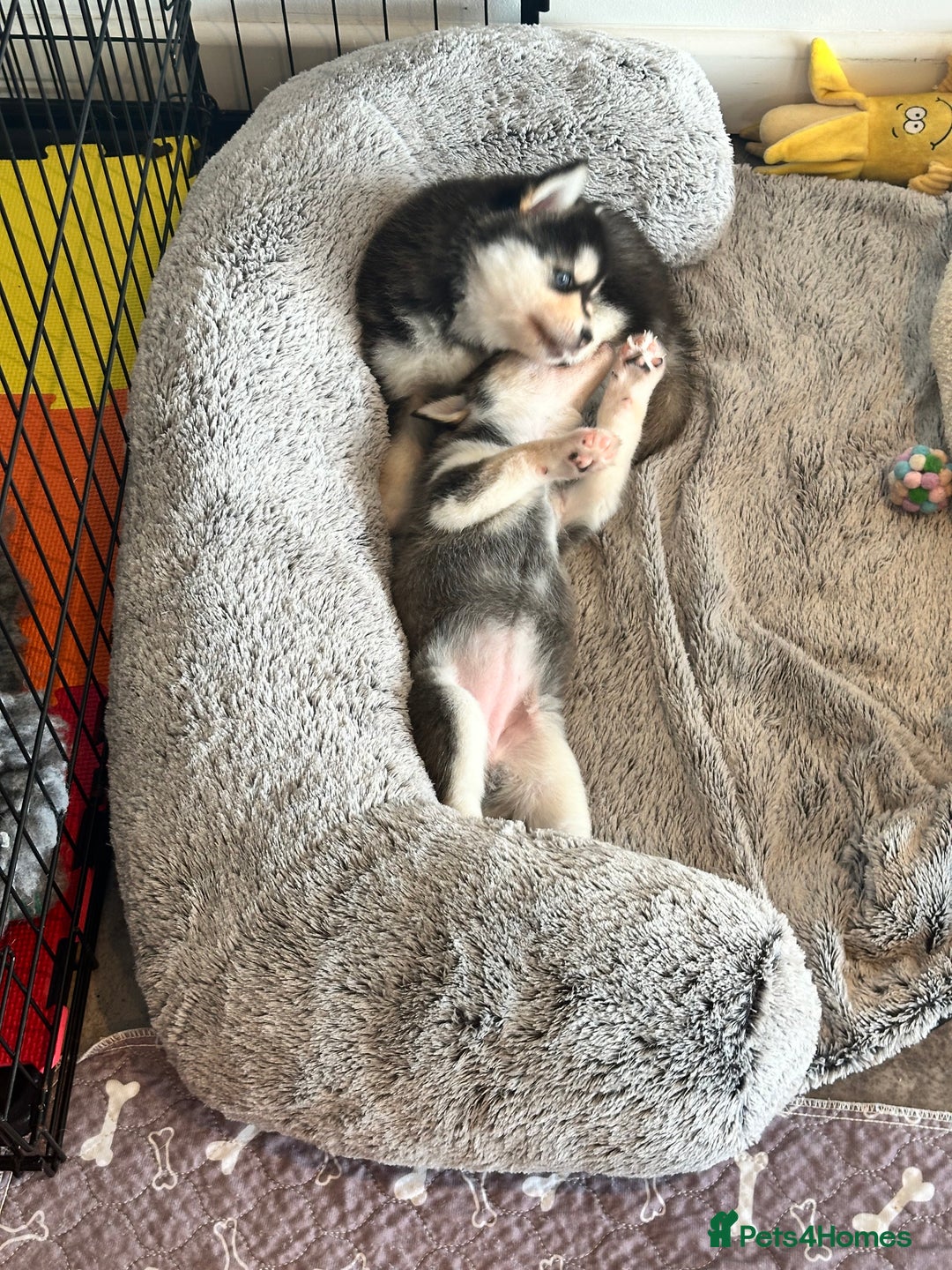 Pomsky dogs for sale: Beautiful husky marked Pomskies  - Image 12
