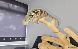 Chameleon reptiles for sale: Rare Nosy Boraha, Male, Panther Chameleon - Image 3
