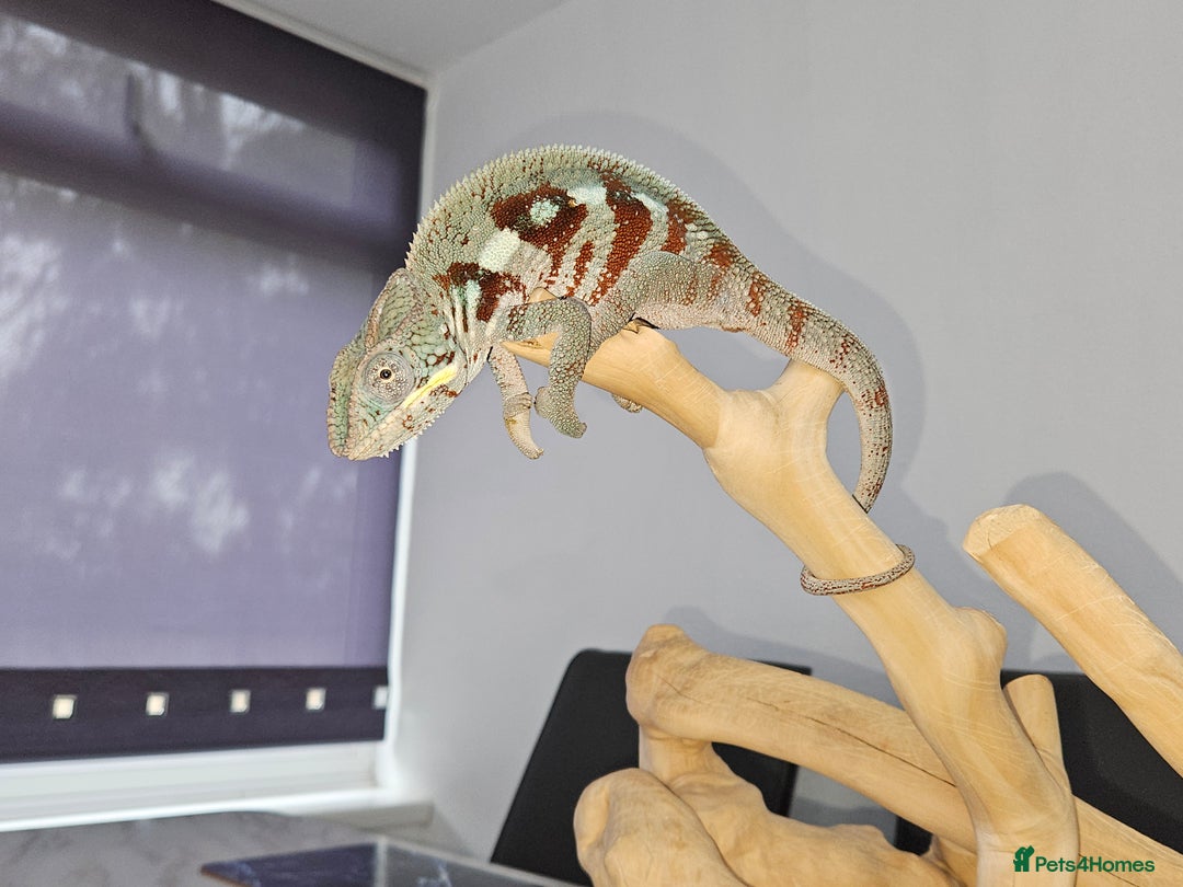 Chameleon reptiles for sale: Rare Nosy Boraha, Male, Panther Chameleon - Image 3