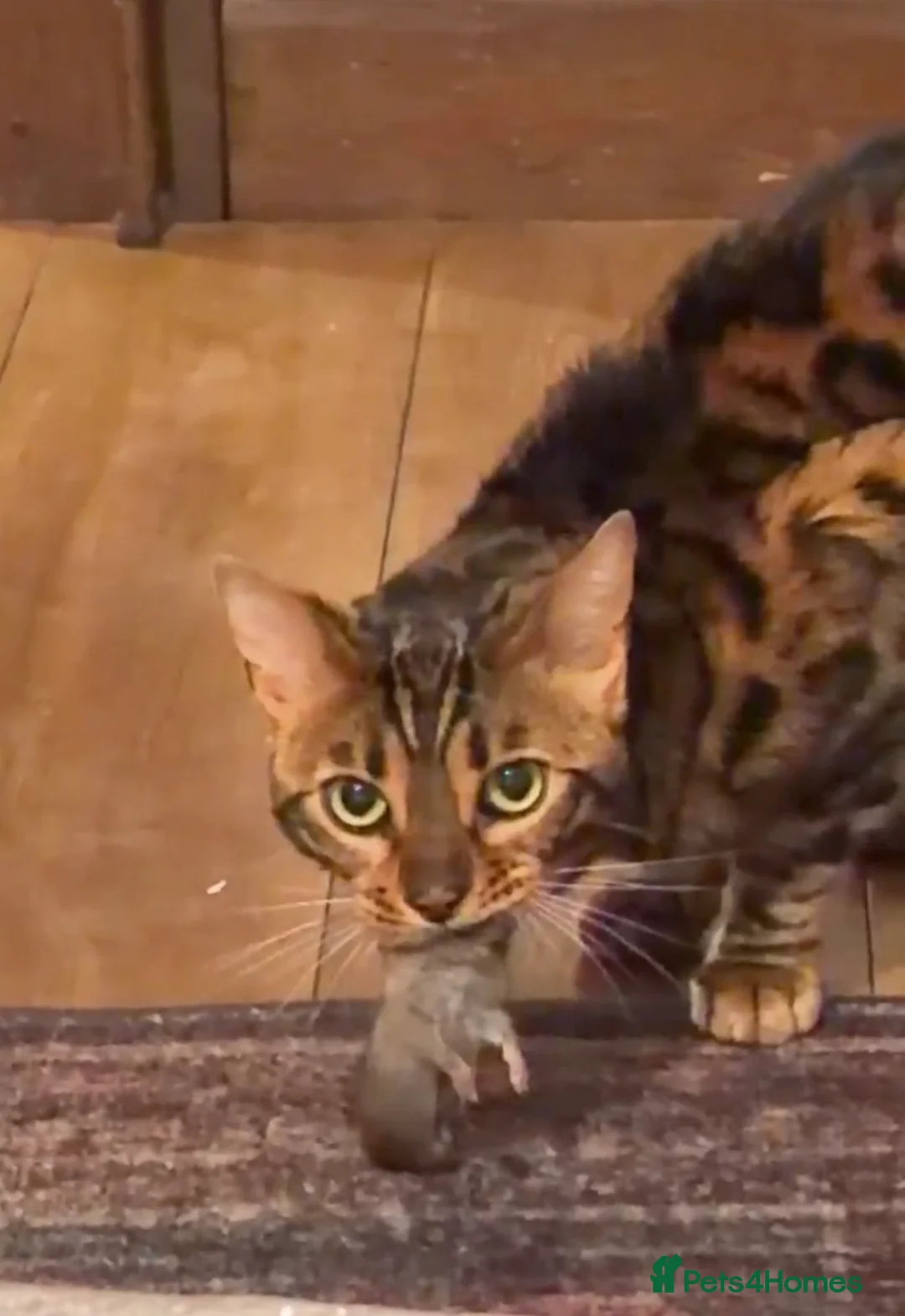 Bengal cats for sale: Looking for a loving forever home for Rusik - Advert 5