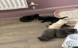 Mixed Breed cats for sale: 4 fluffy kittens  - Image 6