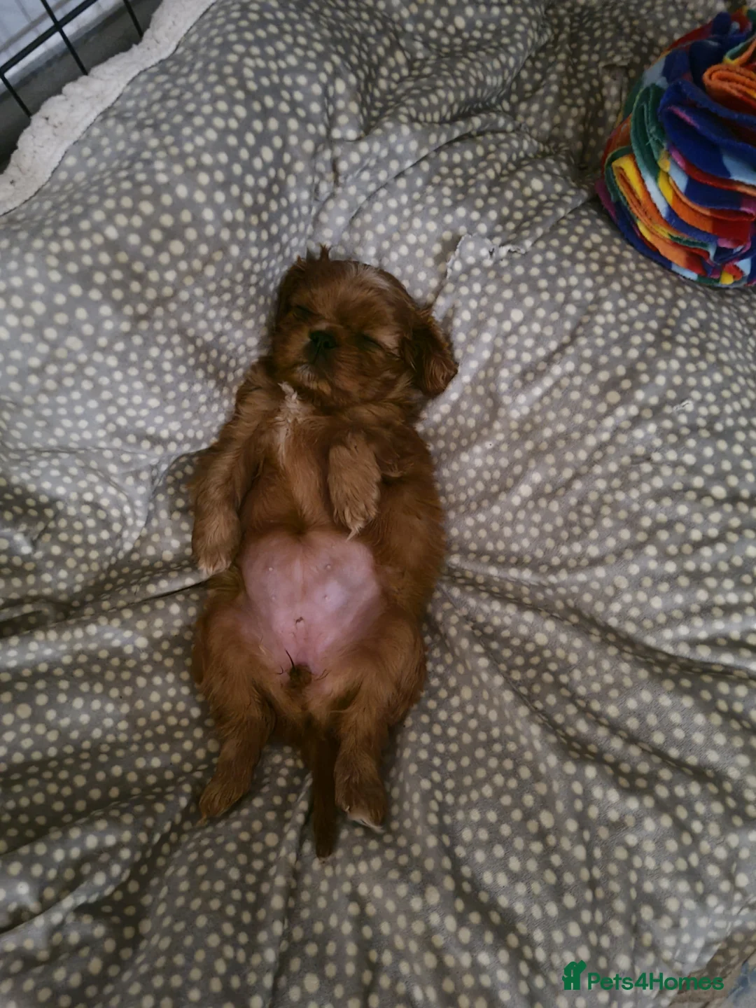 Cavalier King Charles Spaniel dogs for sale: Stunning Ruby Cavalier King Charles Spaniel - Advert 6