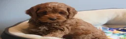 Cockapoo dogs for sale: Fox red Amazing obedience champion cockapoo pups  - Advert 4