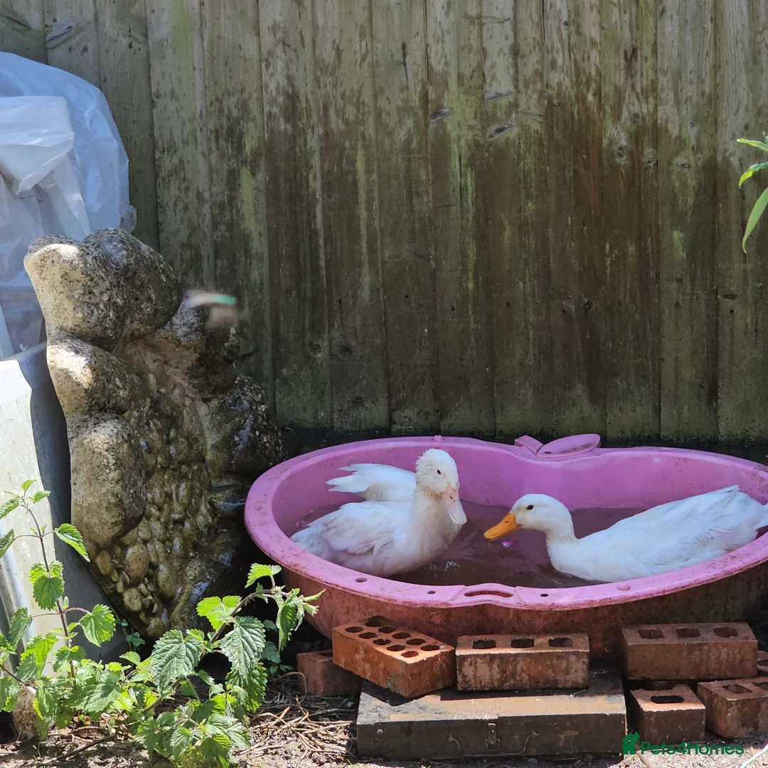 Mixed Breed birds for sale: 3ducks 2 femal and 1 male and 3 chickens  - Advert 2