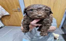 Labradoodle dogs for sale: Large standard labradoodles - Image 6