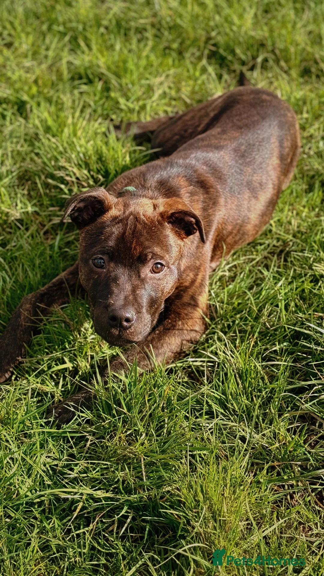 Mixed Breed dogs for sale: 11 Month Old Staffy X Rottweiler  in Wrexham - Advert 3
