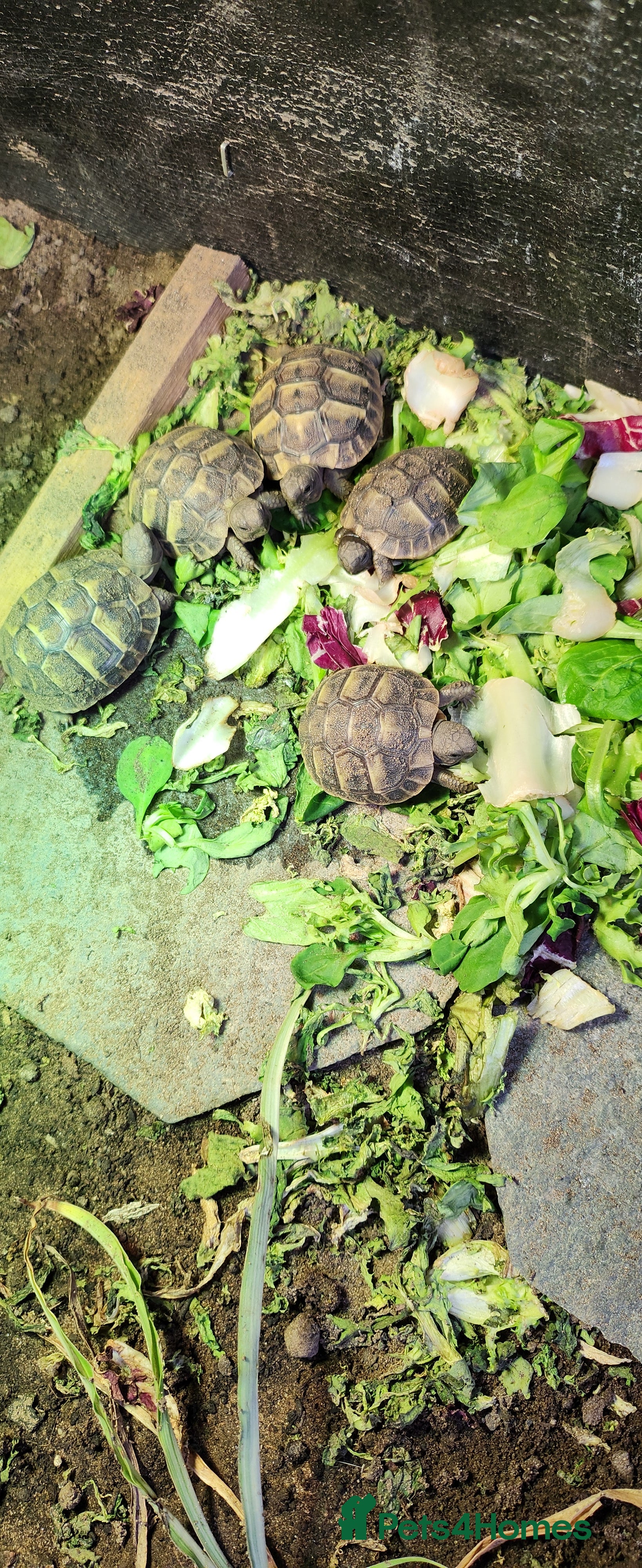 Hermann Tortoise reptiles Testudo hermanni  Hermans Tortoise  - Advert 2