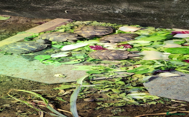 Hermann Tortoise reptiles - Advert 2