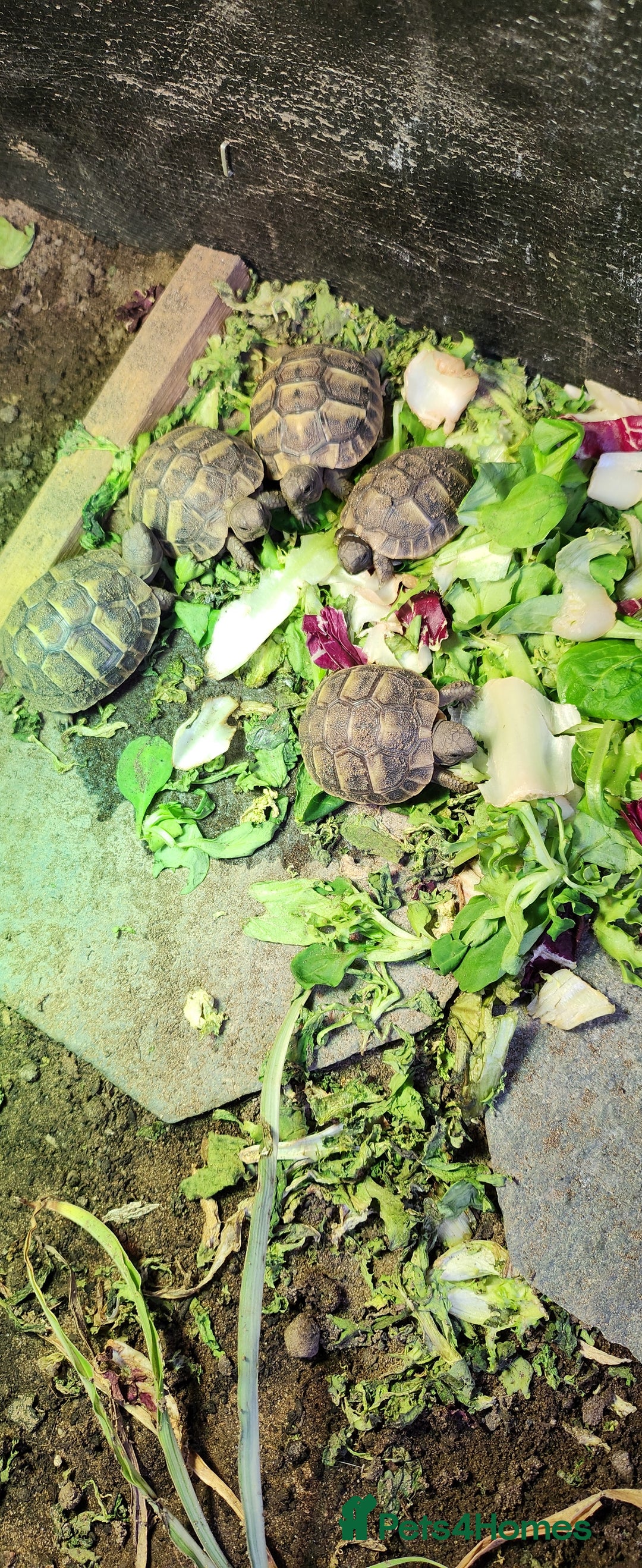 Hermann Tortoise reptiles for sale: Testudo hermanni  Hermans Tortoise  - Image 1