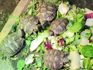Hermann Tortoise reptiles for sale - Advert 1