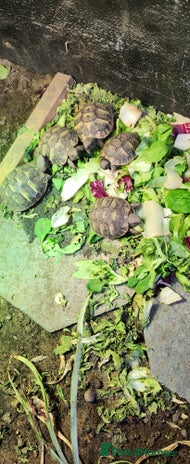 Hermann Tortoise reptiles - Advert 1