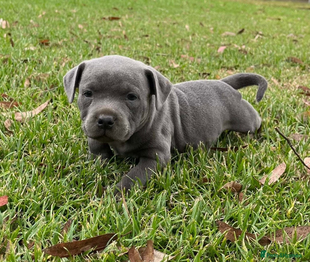 Staffordshire Bull Terrier dogs for sale: Pure English blue Staffy M/F s - Advert 8