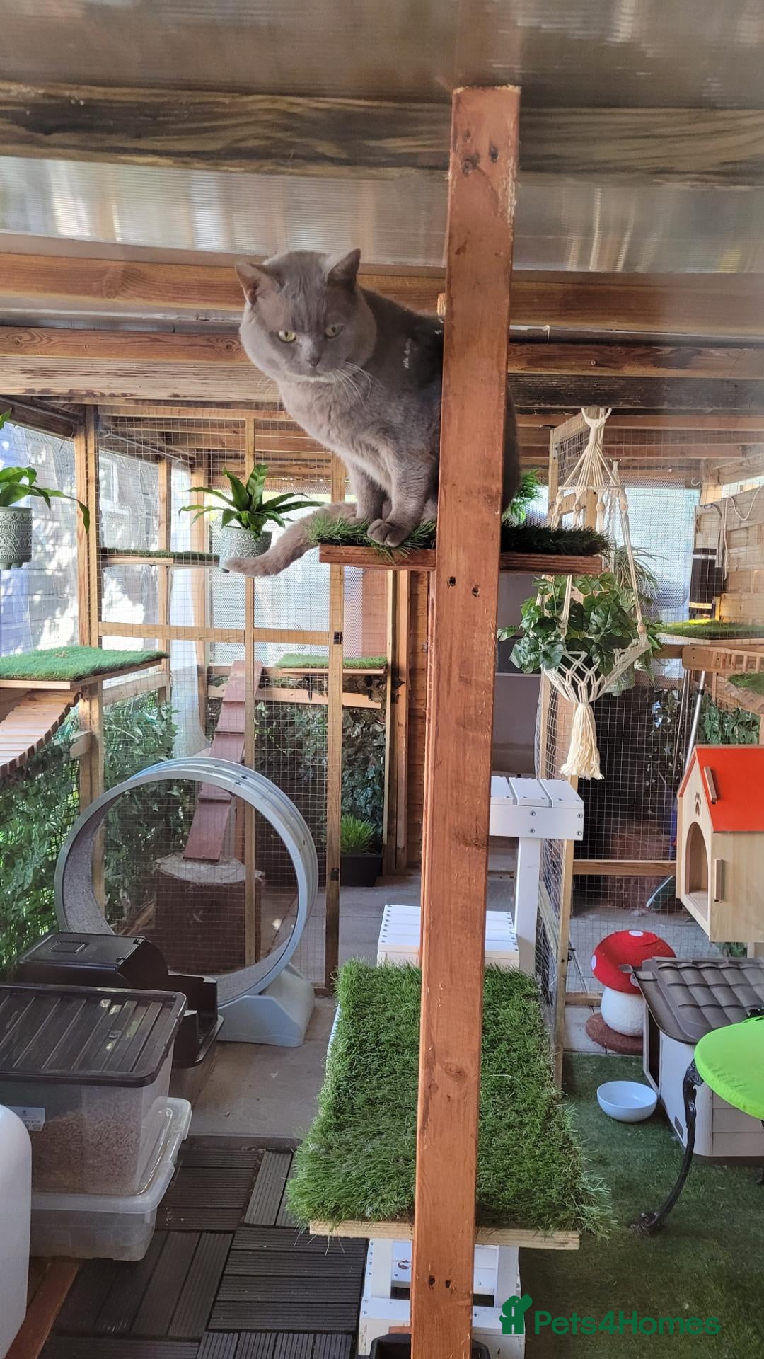 British Shorthair cats 5 beautiful bsh kittens  - Advert 2