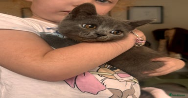 British Shorthair cats - Advert 12