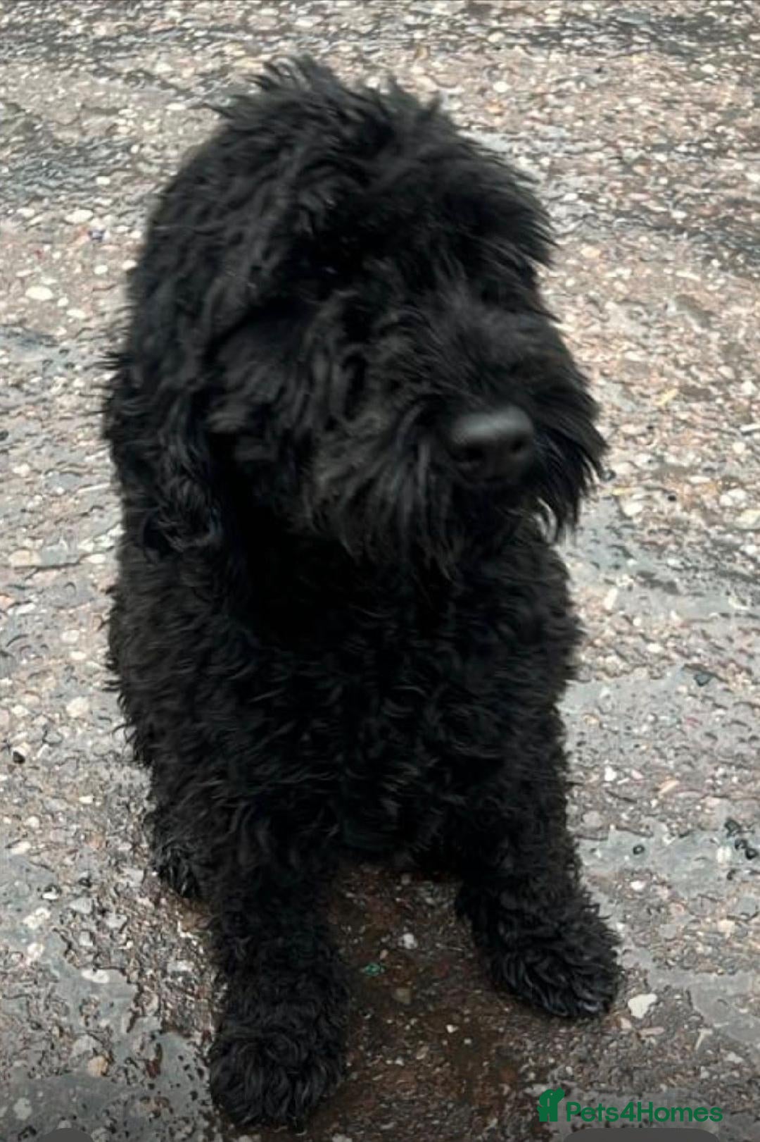 Cockapoo dogs for sale: cockapoo - Advert 1