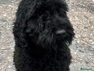 Cockapoo dogs cockapoo - Advert 1