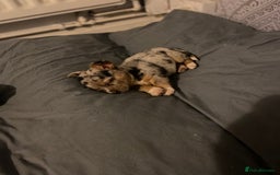 Jack Russell dogs for stud: Blue merle jack Russell x chihuahua for stud  - Image 7