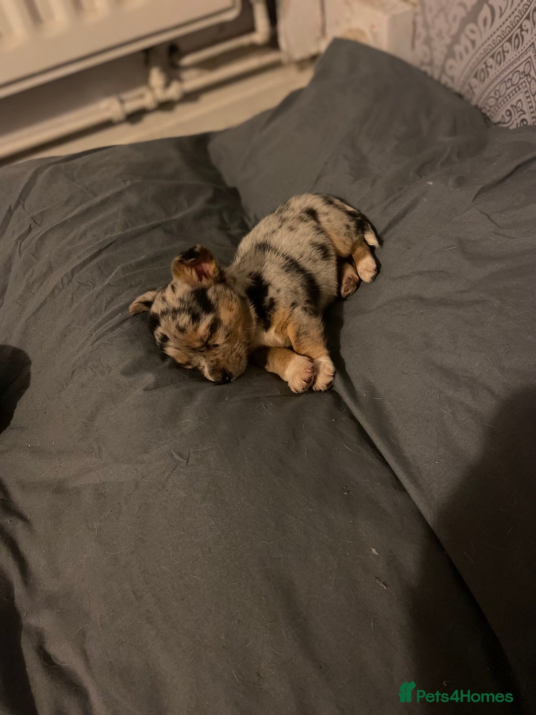 Jack Russell dogs for stud: Blue merle jack Russell x chihuahua for stud  - Image 7