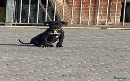 Cane Corso dogs for sale: CANE CORSO BOY. 1 LEFT! - Image 1