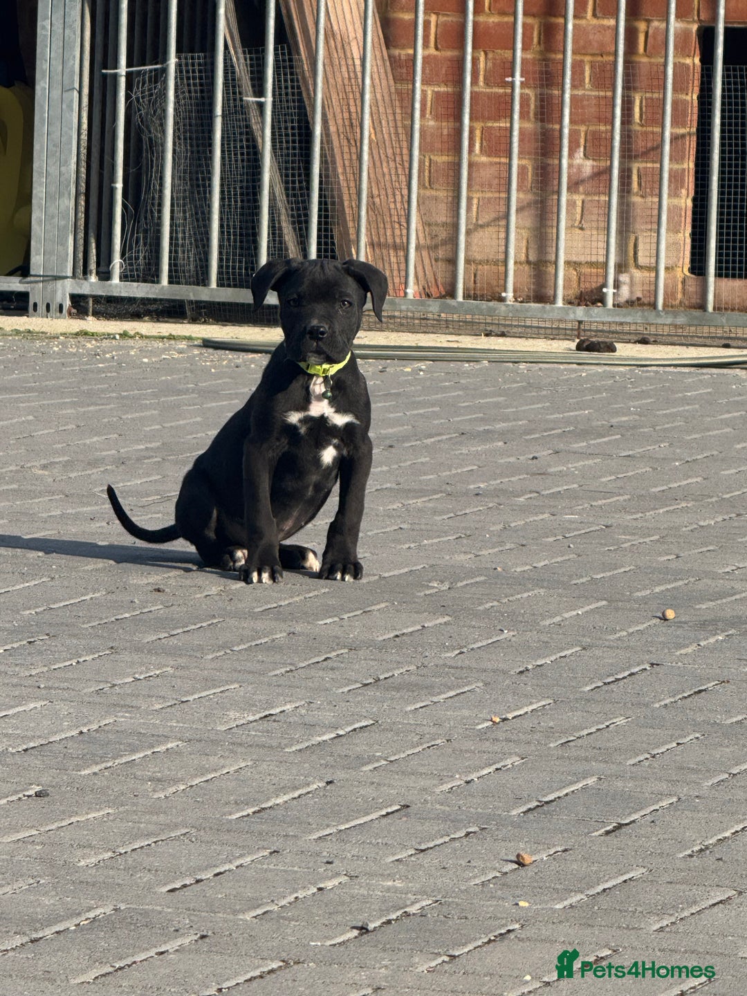 Cane Corso dogs for sale: CANE CORSO BOY. 1 LEFT! - Image 1