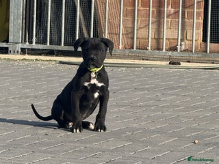 Cane Corso dogs - Advert 15