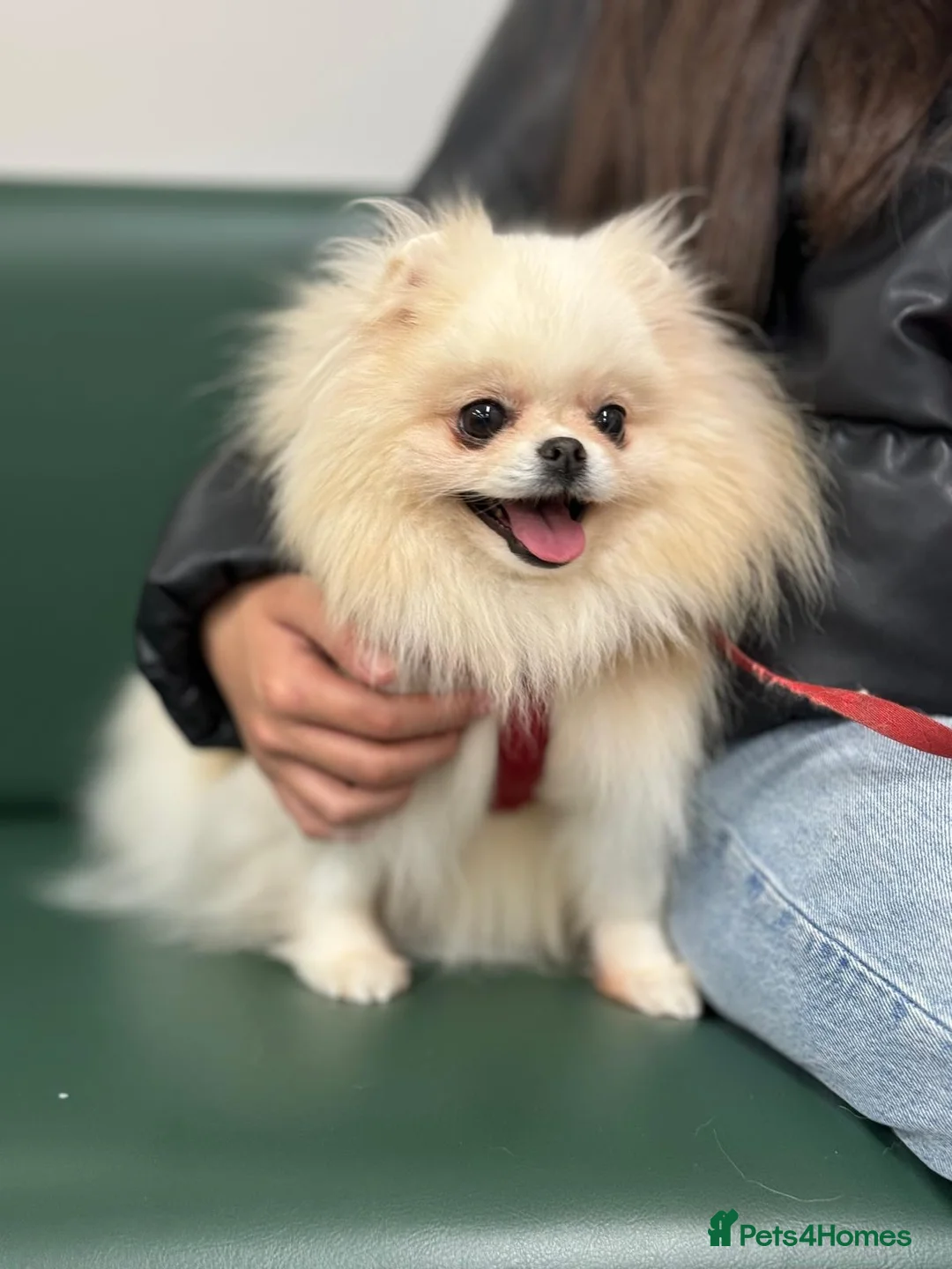 Pomeranian dogs for sale: Pomeranian Female for Sale – 3 Years Old - Advert 7
