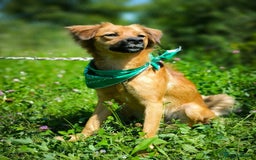 Mixed Breed dogs for adoption: 🐶💖 MIAH 💖🐶 - Image 9