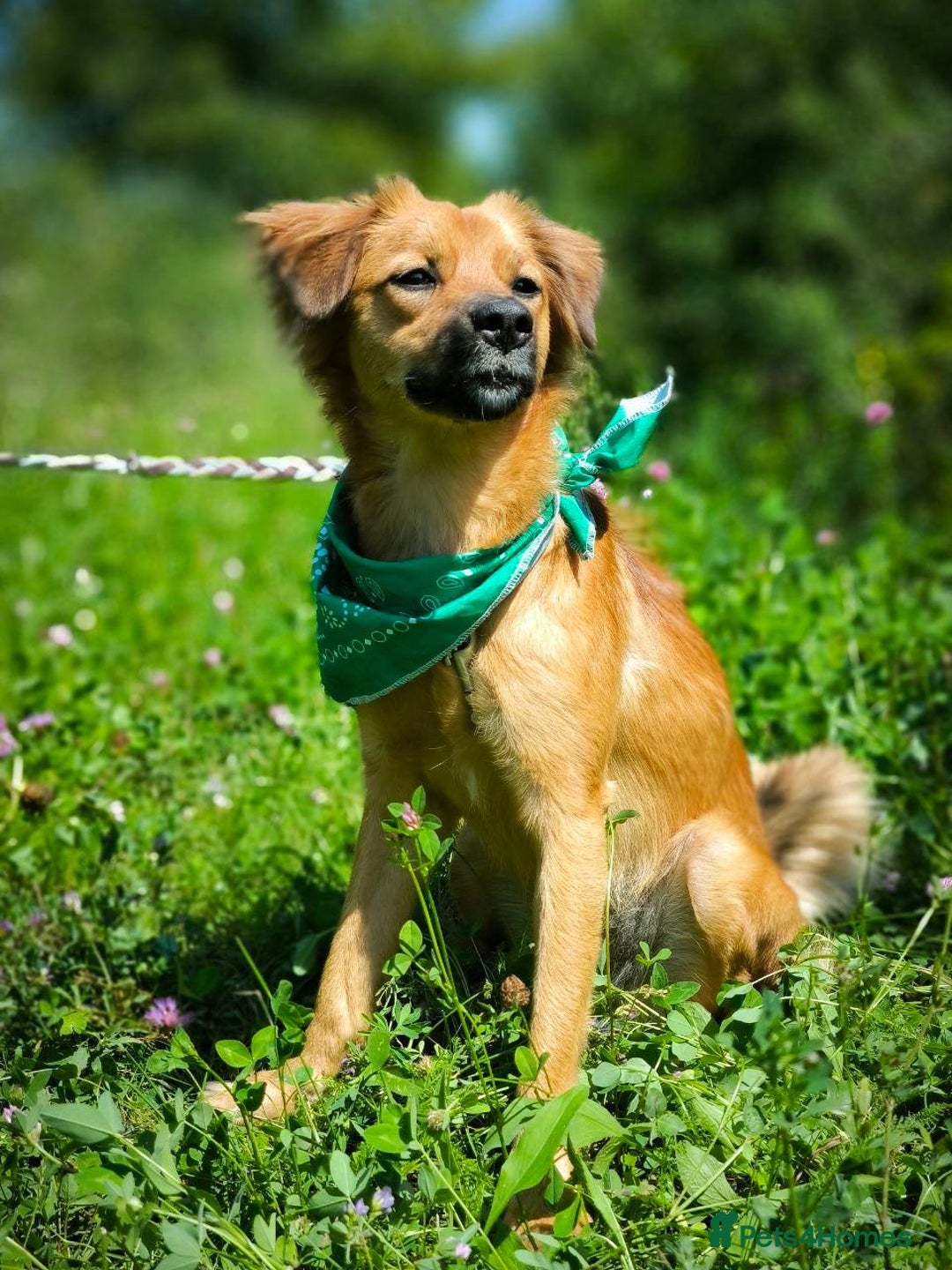 Mixed Breed dogs for adoption: 🐶💖 MIAH 💖🐶 - Image 9