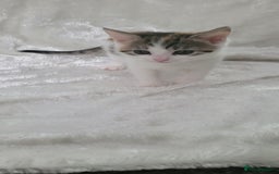 Mixed Breed cats for sale: Lovely kittens  - Image 10