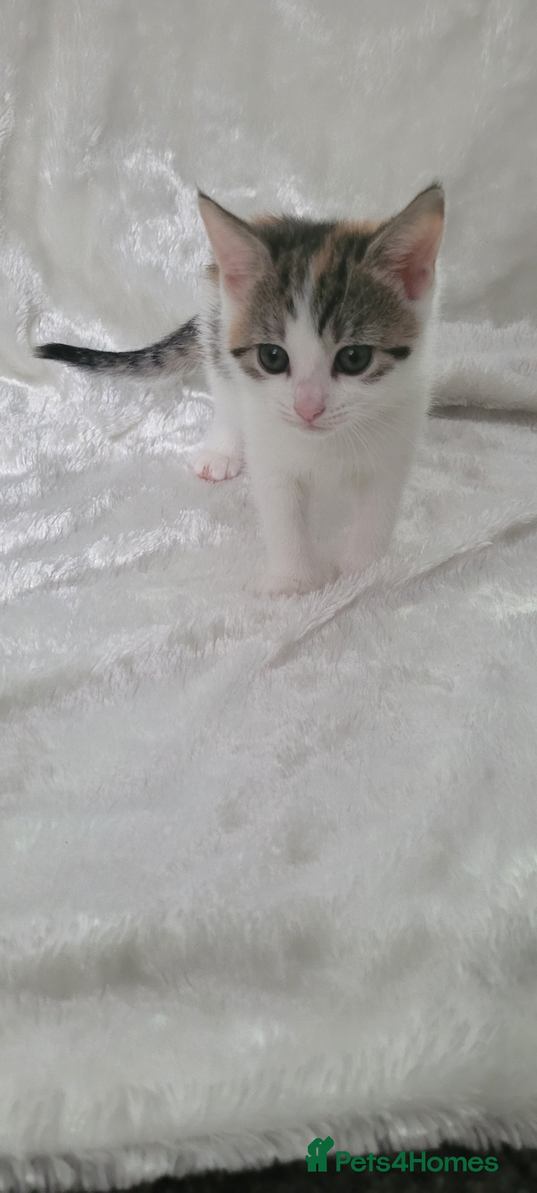 Mixed Breed cats for sale: Lovely kittens  - Image 10