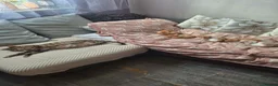 Mixed Breed cats for sale: Kittens  in Manchester - Advert 1