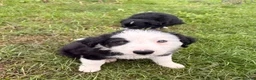 Border Collie dogs for sale: BEAUTIFUL BORDER COLLIE PUPS - Advert 5